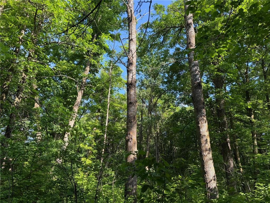 TBD 270th Street Sebeka MN 56477 - Crow Wing River 7091813 image34
