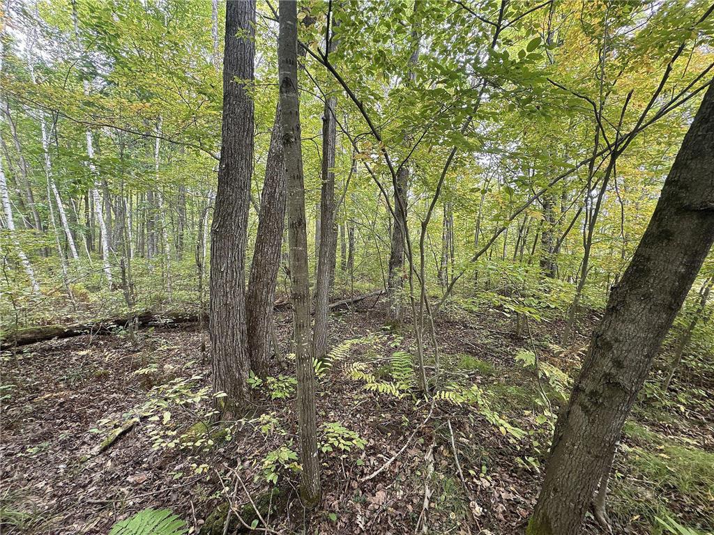 TBD 282nd Avenue Birch Creek Twp WI 54745 6789006 image1