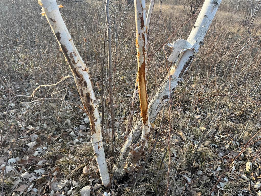 TBD 294th Street Red Eye Twp MN 56477 6819871 image16