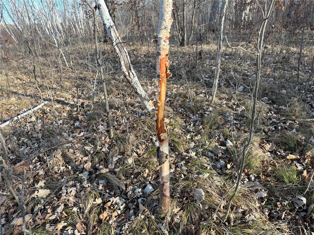 TBD 294th Street Red Eye Twp MN 56477 6819871 image31