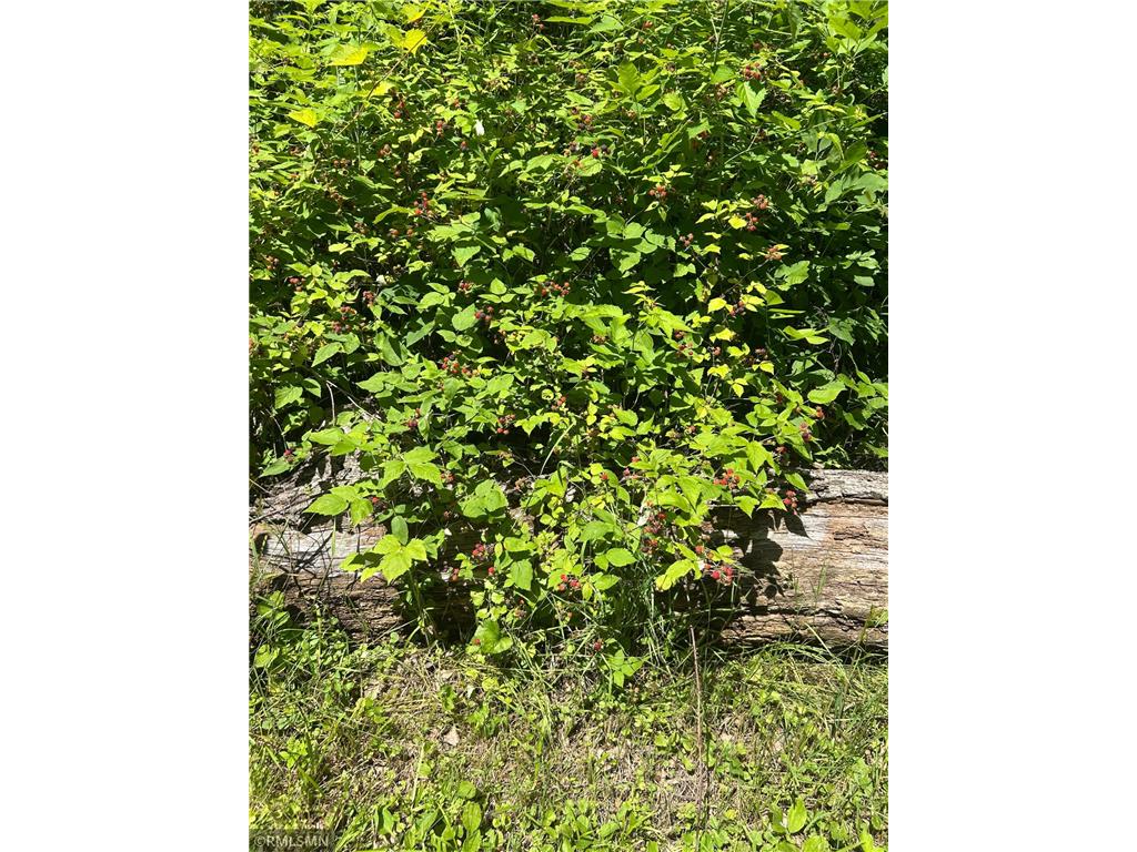  Featherstone Twp MN 55066 7062190 image11