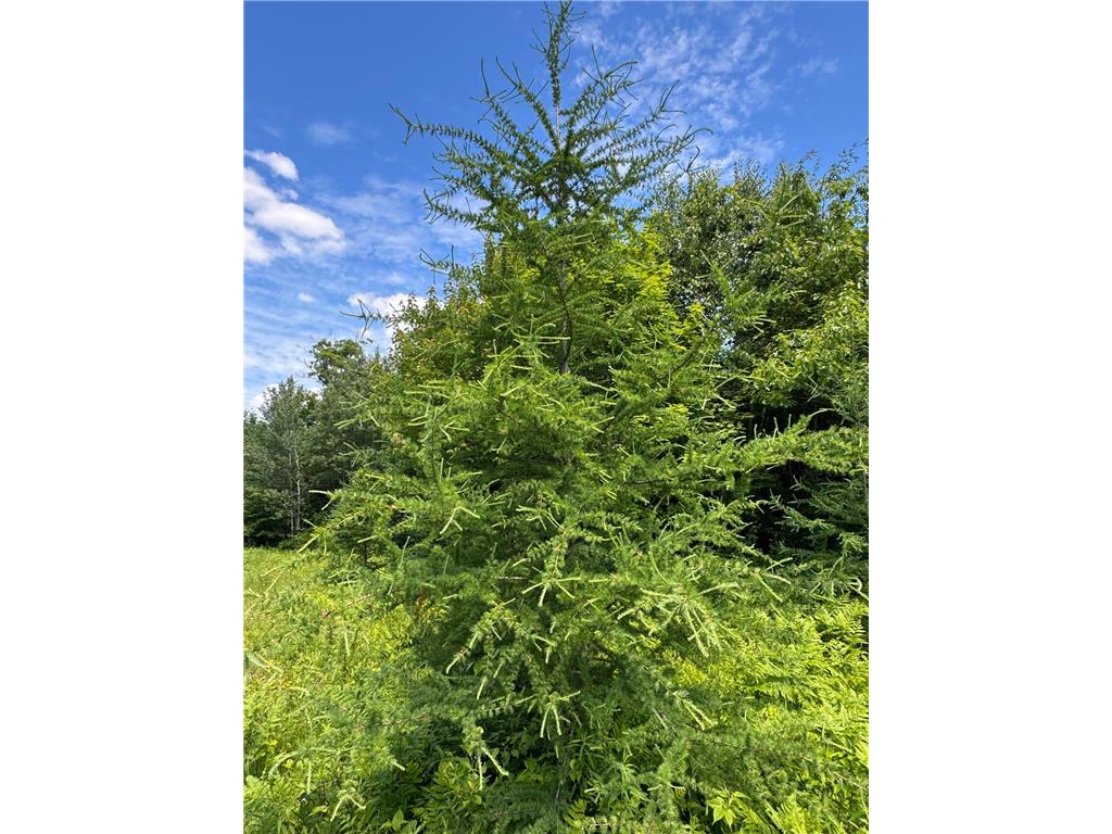 TBD 300th Lane Rice River Twp MN 55760 7098491 image4