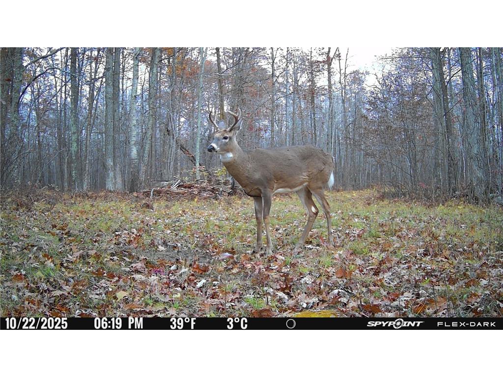 TBD 315th Avenue Laporte MN 56461 7040927 image16