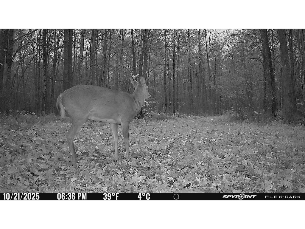 TBD 315th Avenue Laporte MN 56461 7040927 image19