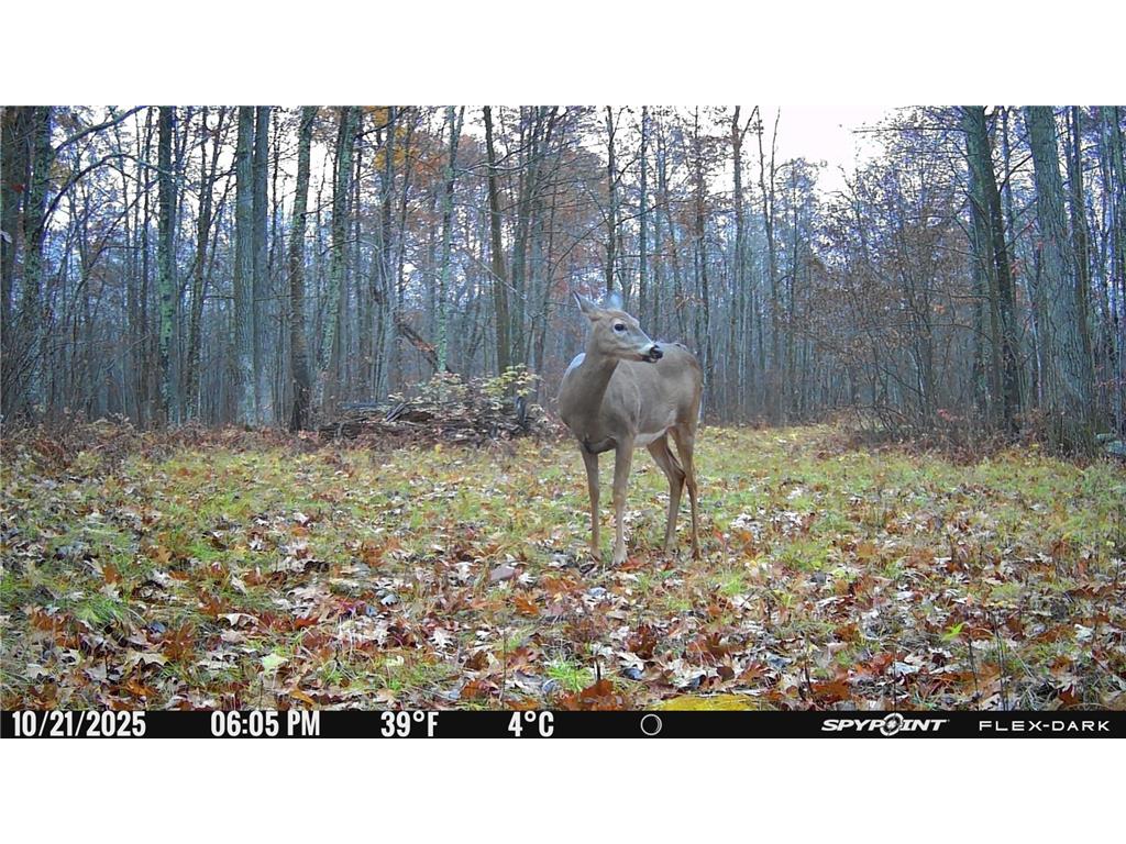 TBD 315th Avenue Laporte MN 56461 7040927 image20