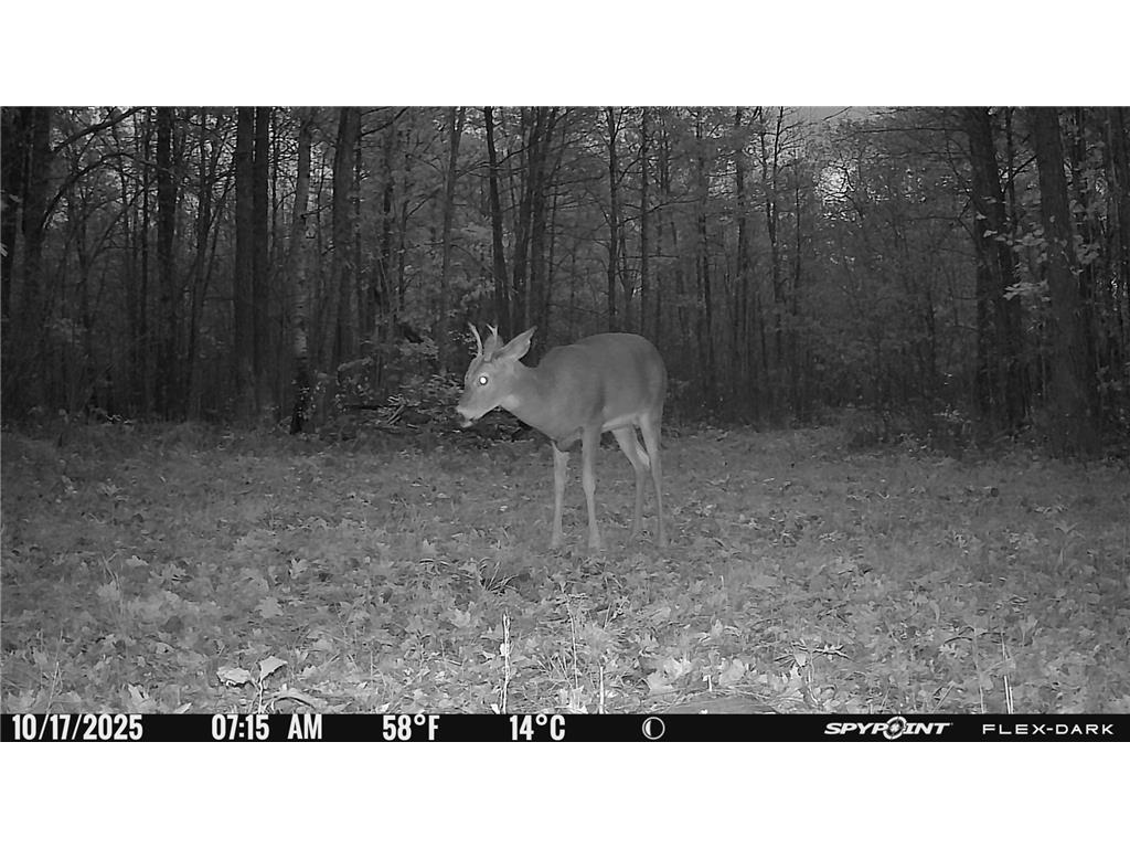 TBD 315th Avenue Laporte MN 56461 7040927 image22