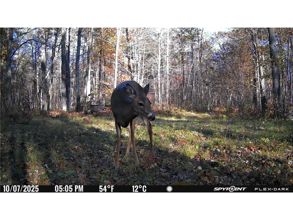 TBD 315th Avenue Laporte MN 56461 7040927 image26