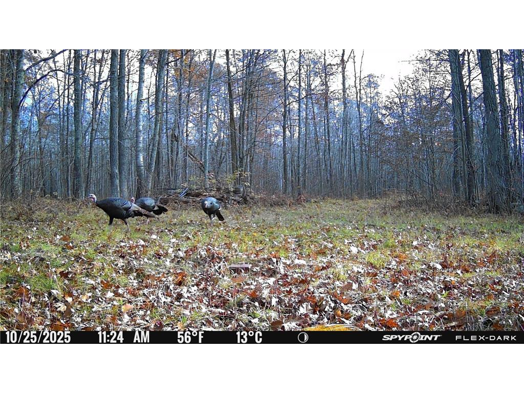 TBD 315th Avenue Laporte MN 56461 7040927 image33