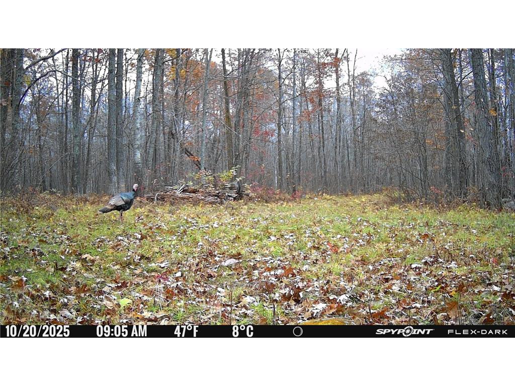 TBD 315th Avenue Laporte MN 56461 7040927 image35