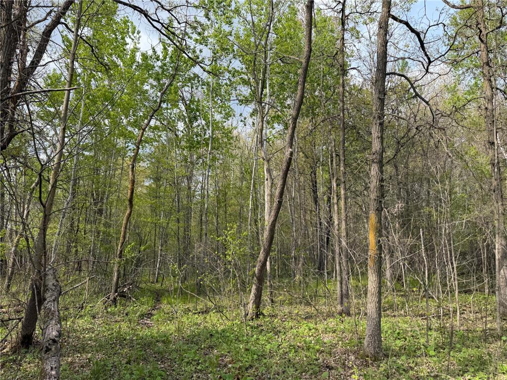 TBD 320th Street Browerville MN 56438 7056236 image29