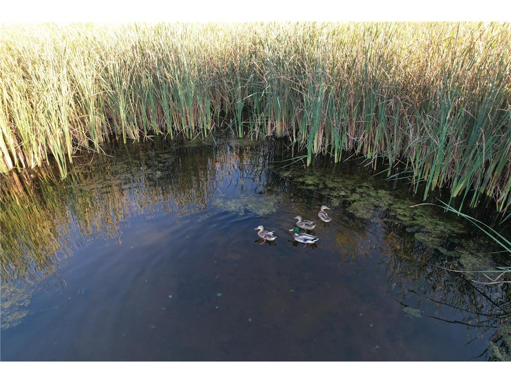 TBD 340th Street Ogema MN 56569 - Wild Rice River - South Branch 6794126 image82