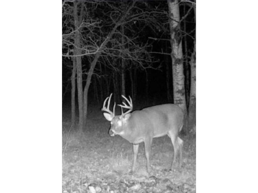 TBD 355th Street Caribou Twp MN 56735 7056091 image8