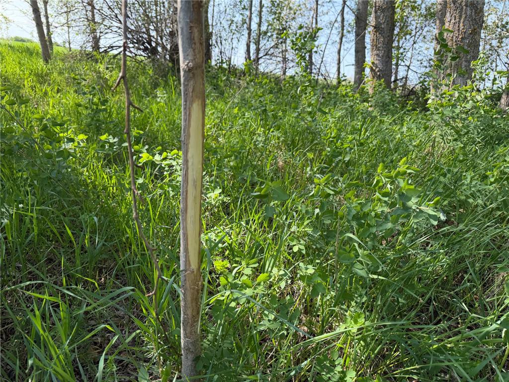 TBD 400th Street Twin Valley MN 56584 7082826 image51