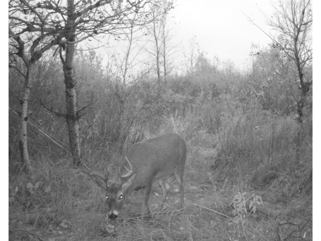 TBD 400th Street Twin Valley MN 56584 7082826 image67
