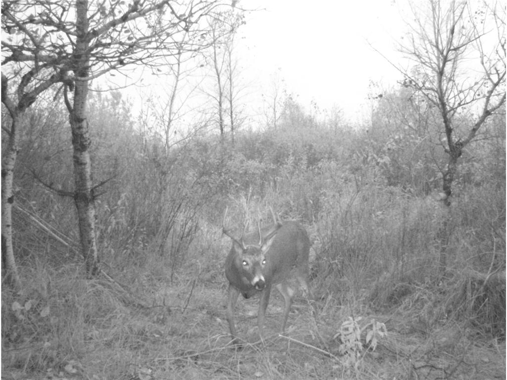TBD 400th Street Twin Valley MN 56584 7082826 image68