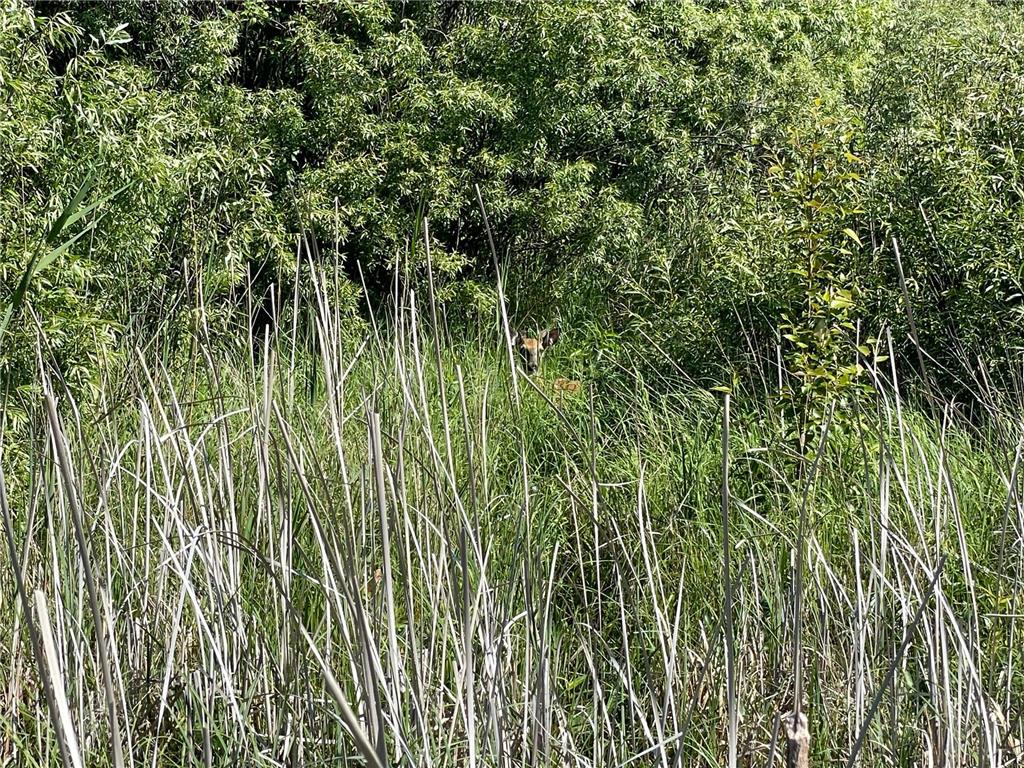 TBD 440th Avenue Golden Valley Twp MN 56761 7100487 image54