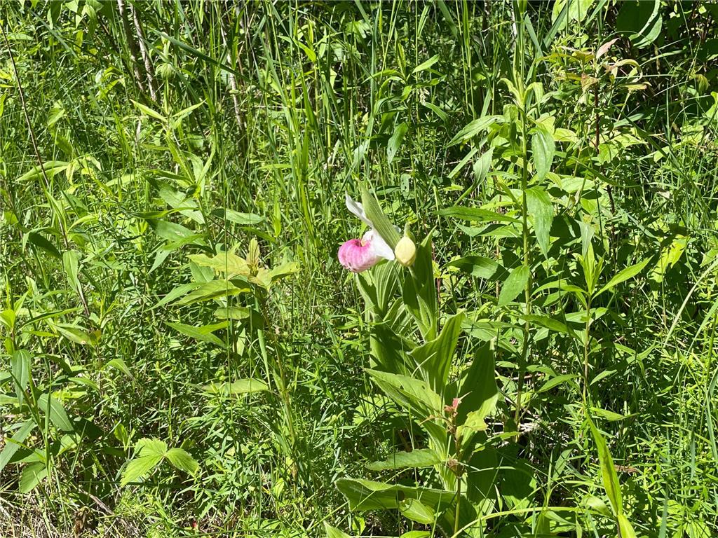 TBD 440th Avenue Golden Valley Twp MN 56761 7100487 image65
