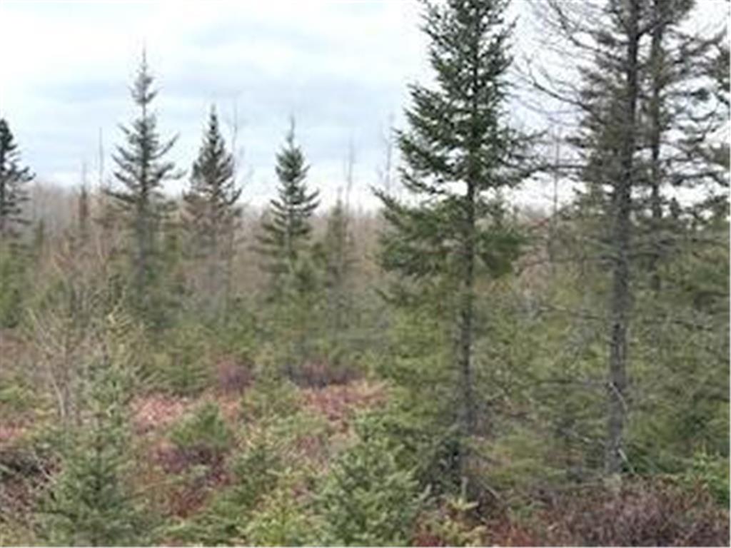 TBD 450th Street Fleming Twp MN 55760 7054866 image6