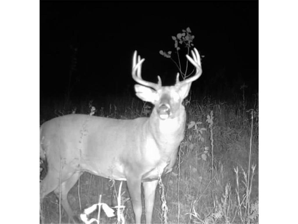 TBD 48th Street SW Pine River MN 56474 6817466 image30