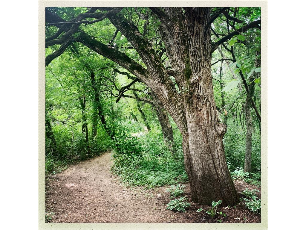 TBD 75th Street NW Oronoco Twp MN 55901 6563250 image14