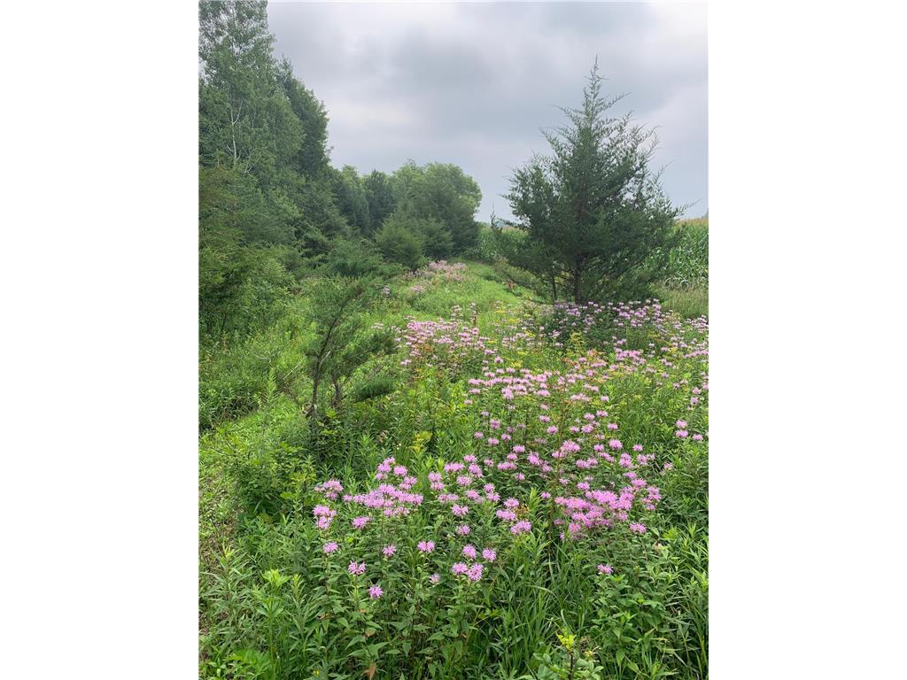 TBD 75th Street NW Oronoco Twp MN 55901 6563250 image18