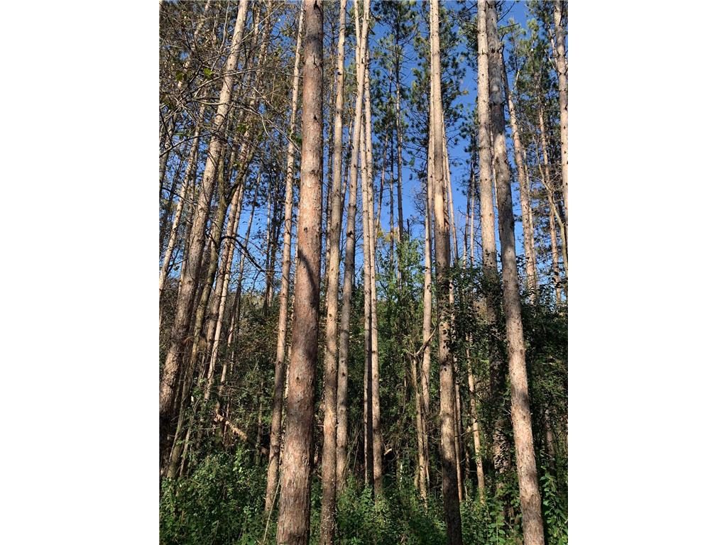 TBD 75th Street NW Oronoco Twp MN 55901 6563250 image32