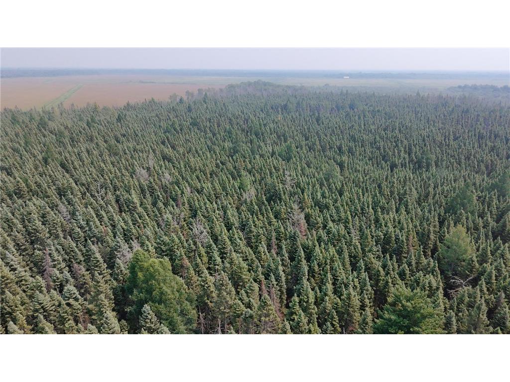 TBD 80 Acres Sunflower Road NE Woodrow Twp MN 56650 6766143 image12