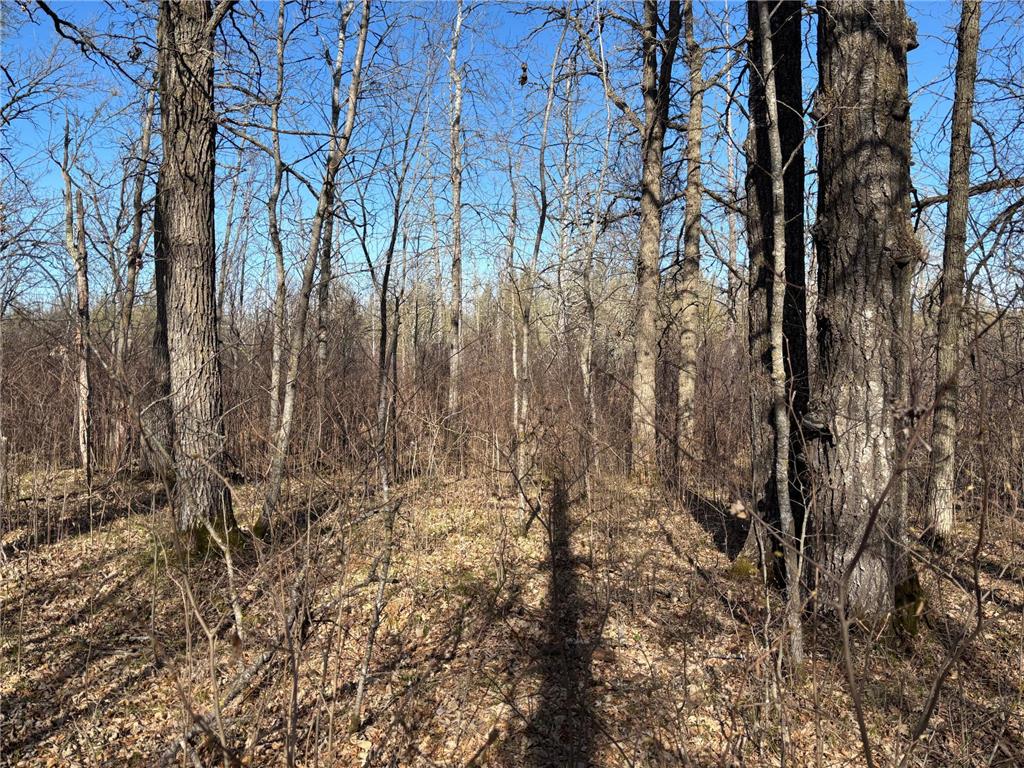 TBD Arbor Road Park Rapids MN 56470 7025158 image17