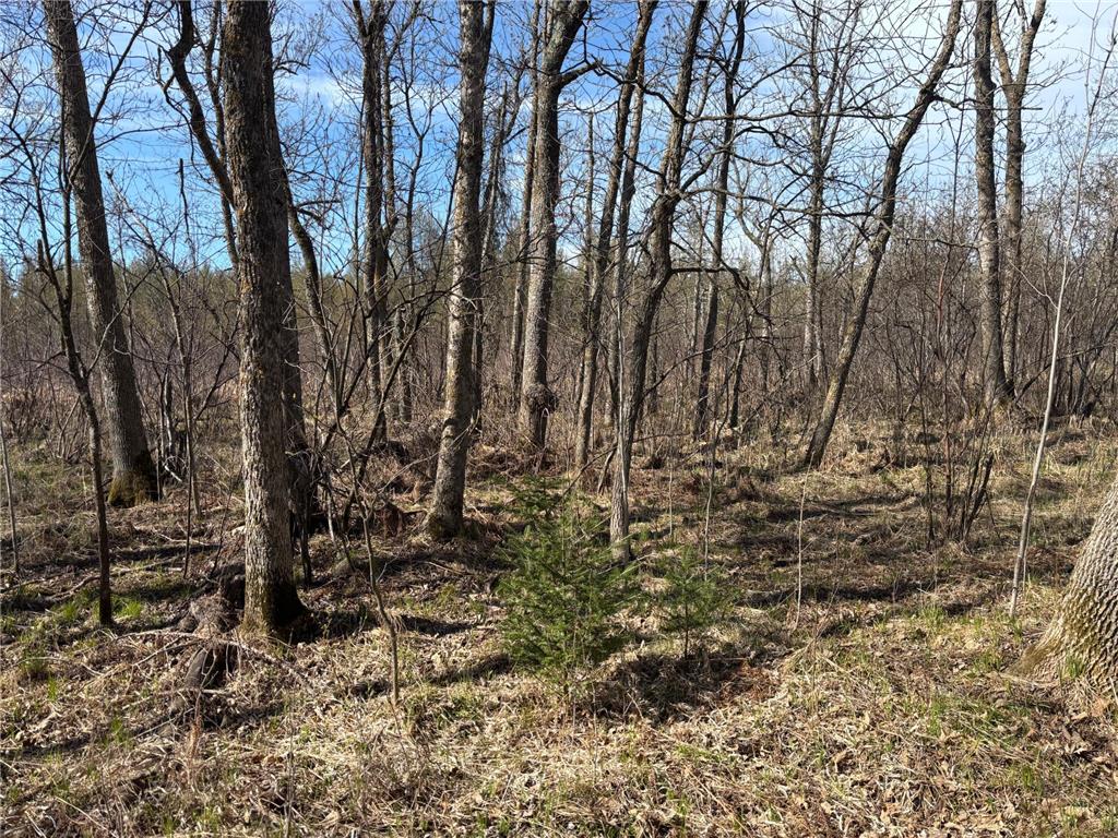 TBD Arbor Road Park Rapids MN 56470 7025158 image27