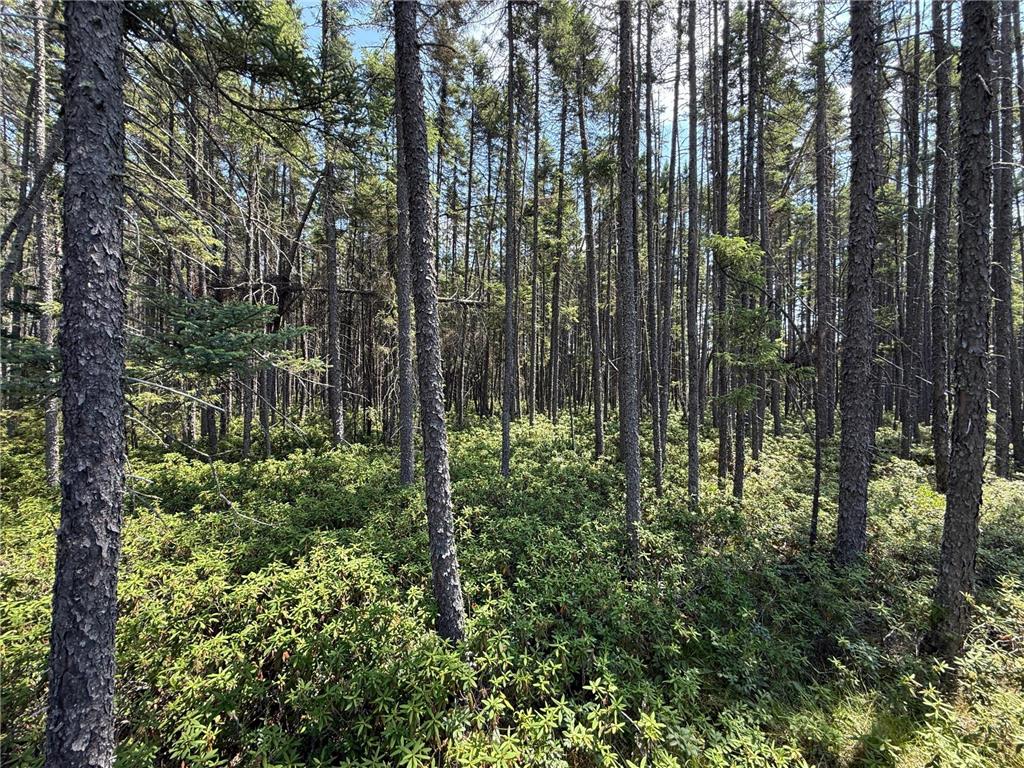 TBD Arkola Rd. Cotton MN 55724 6752347 image19