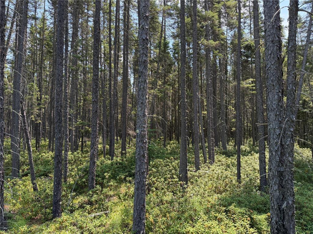 TBD Arkola Rd. Cotton MN 55724 6752347 image23