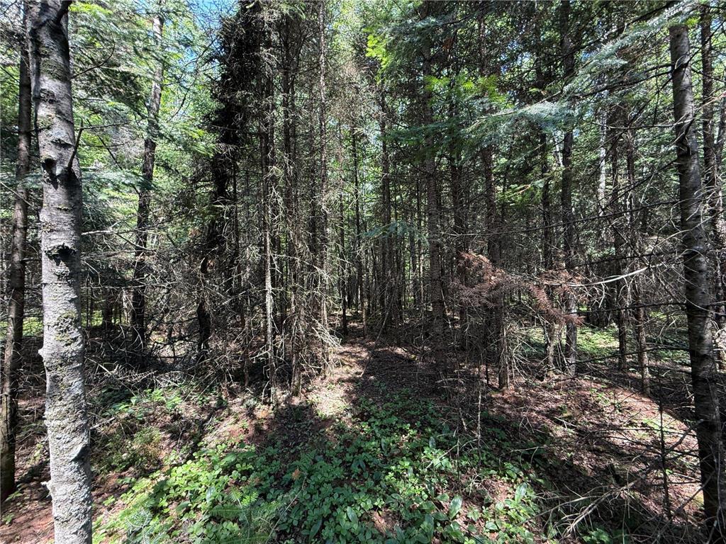 TBD Arkola Rd. Cotton MN 55724 6752347 image26