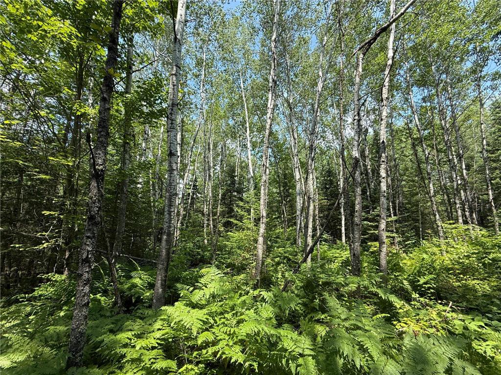 TBD Arkola Rd. Cotton MN 55724 6752347 image30