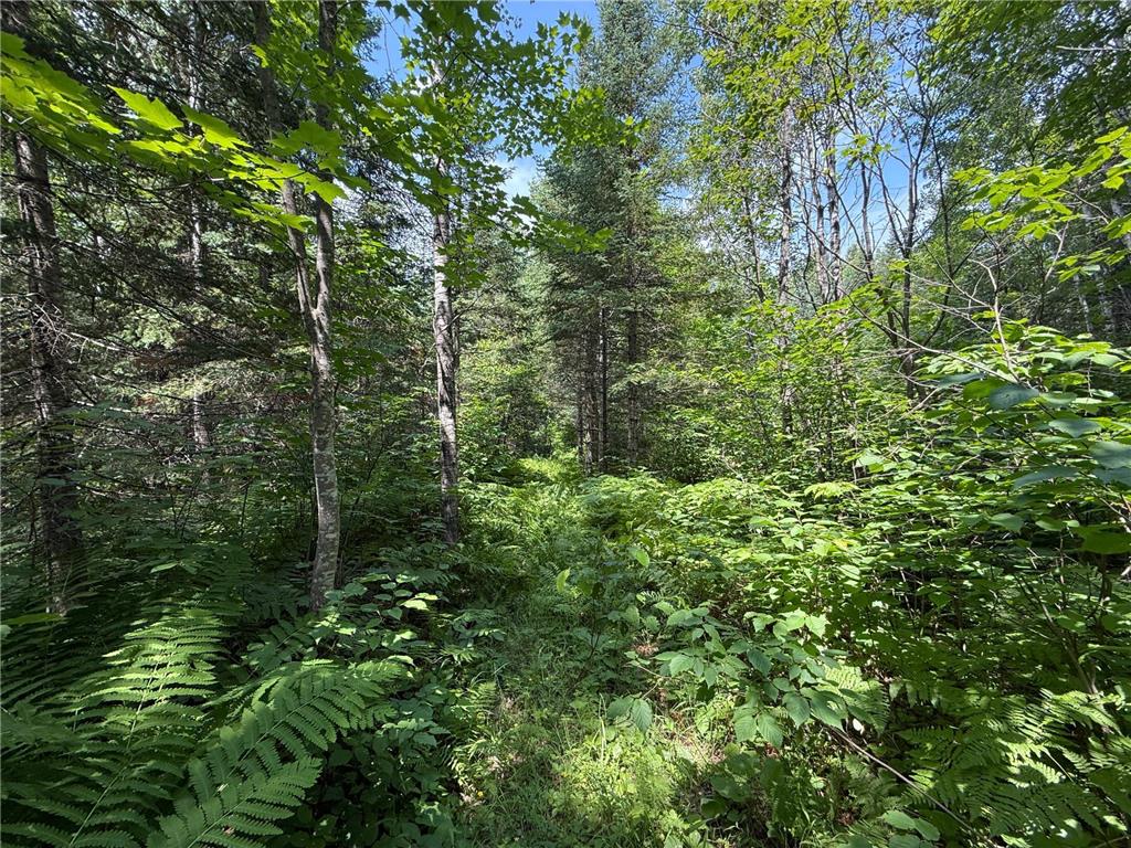 TBD Arkola Rd. Cotton MN 55724 6752347 image33