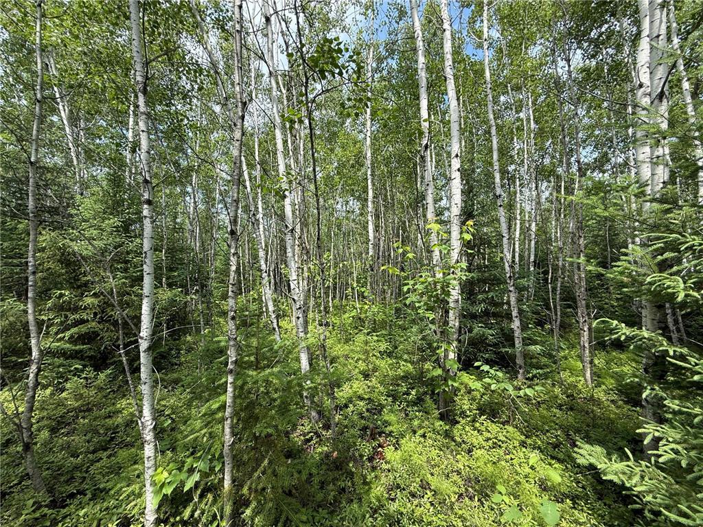 TBD Arkola Rd. Cotton MN 55724 6752347 image39