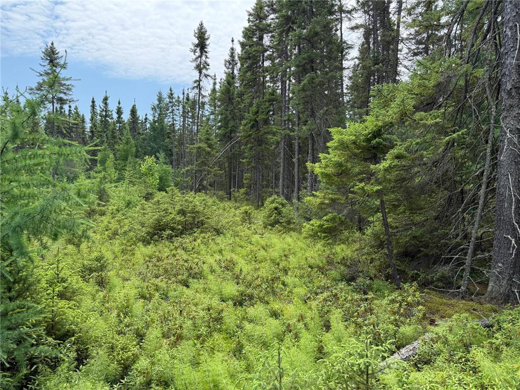 TBD Arkola Rd. Cotton MN 55724 6752347 image46