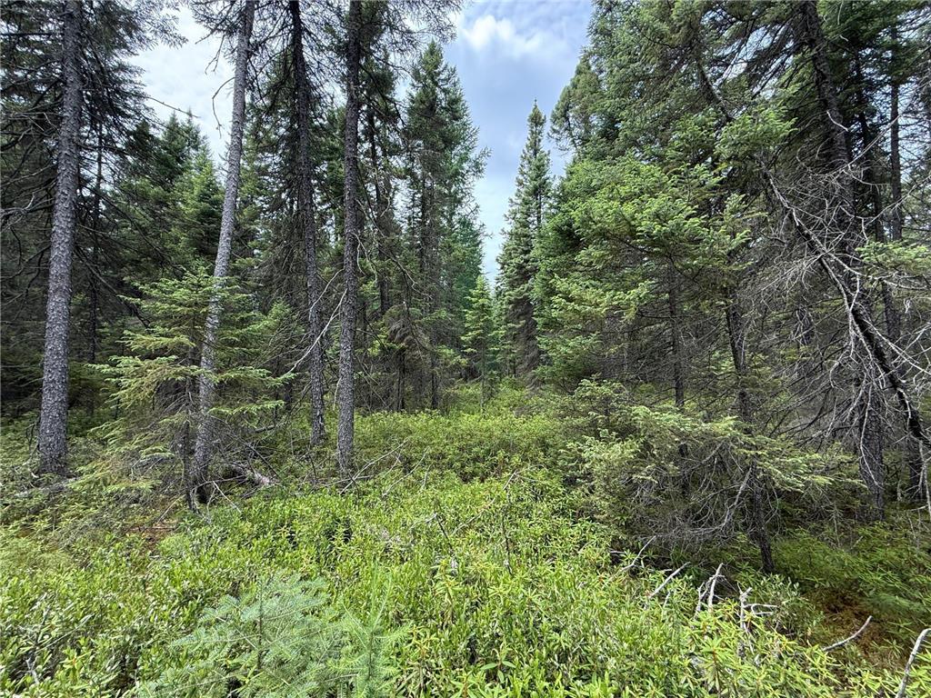 TBD Arkola Rd. Cotton MN 55724 6752347 image50