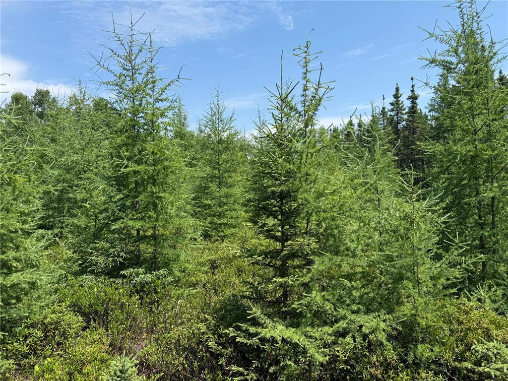 TBD Arkola Rd. Cotton MN 55724 6752347 image7