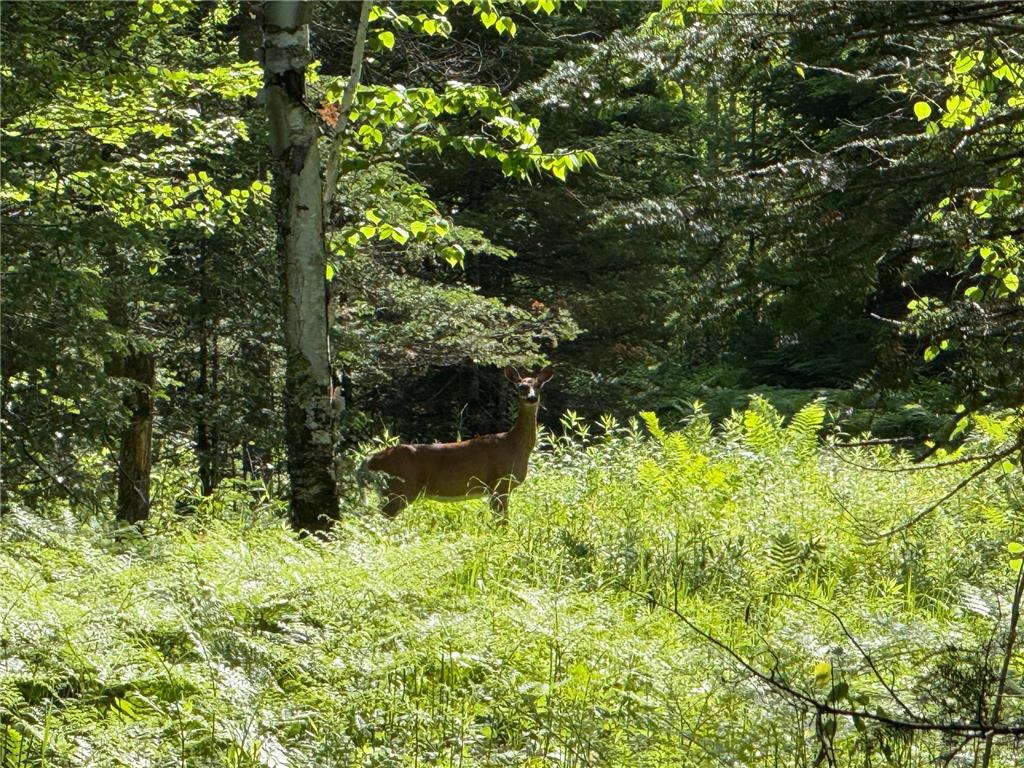 TBD Arnold Rd. Duluth MN 55803 - Lester River 7092663 image6