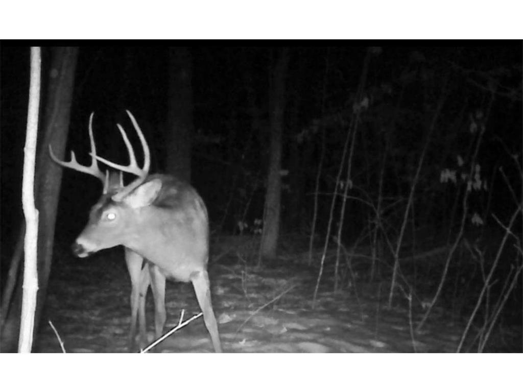 TBD Bear Road Cushing MN 56443 7073886 image12