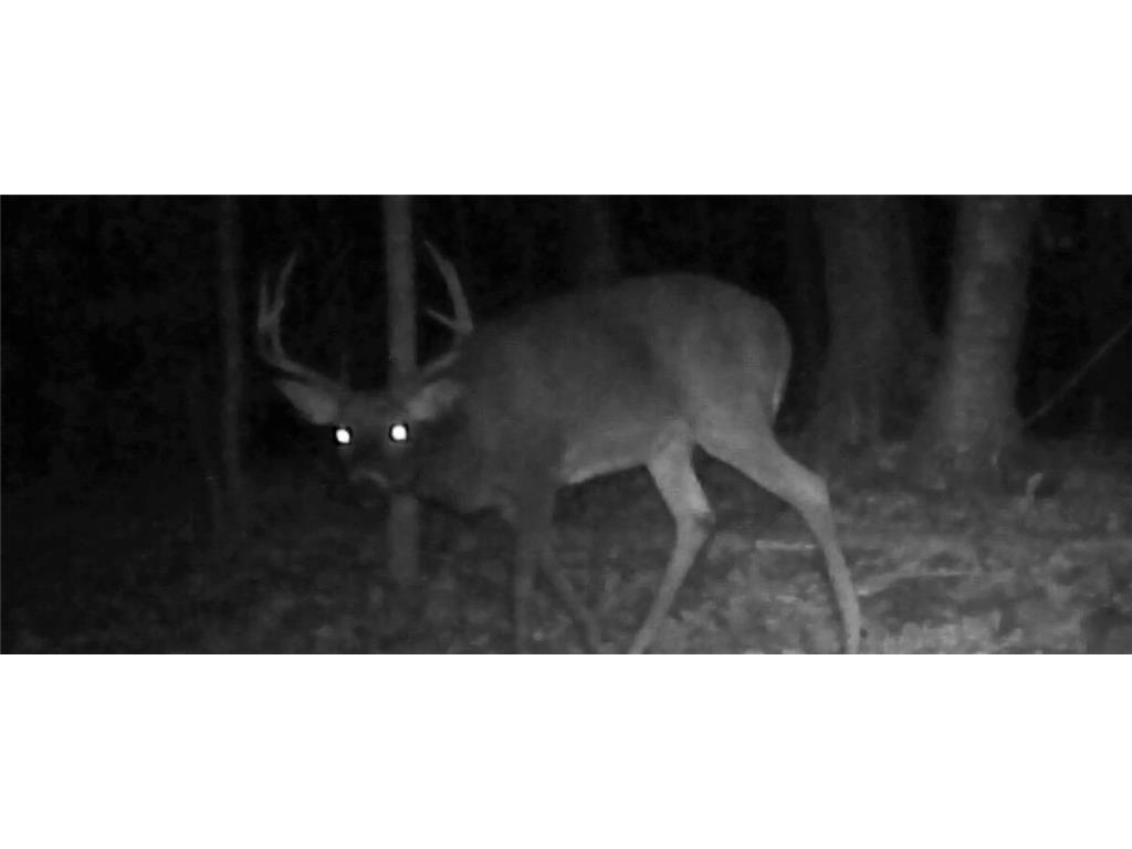 TBD Bear Road Cushing MN 56443 7073886 image3