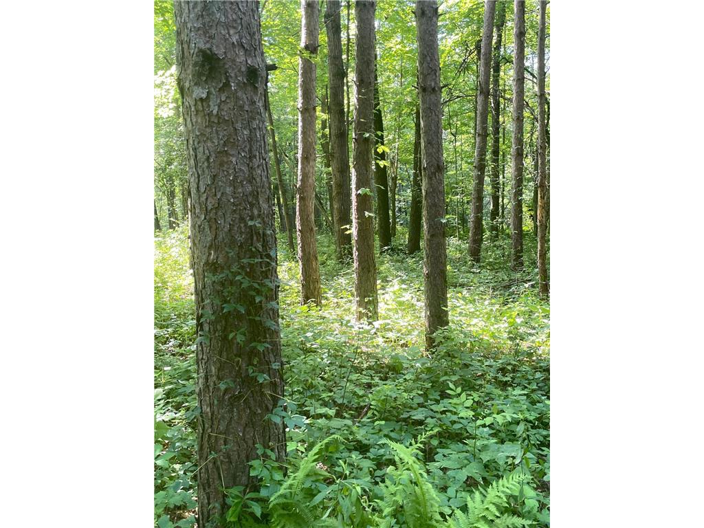 TBD Brown Lane Pepin WI 54759 6752669 image4