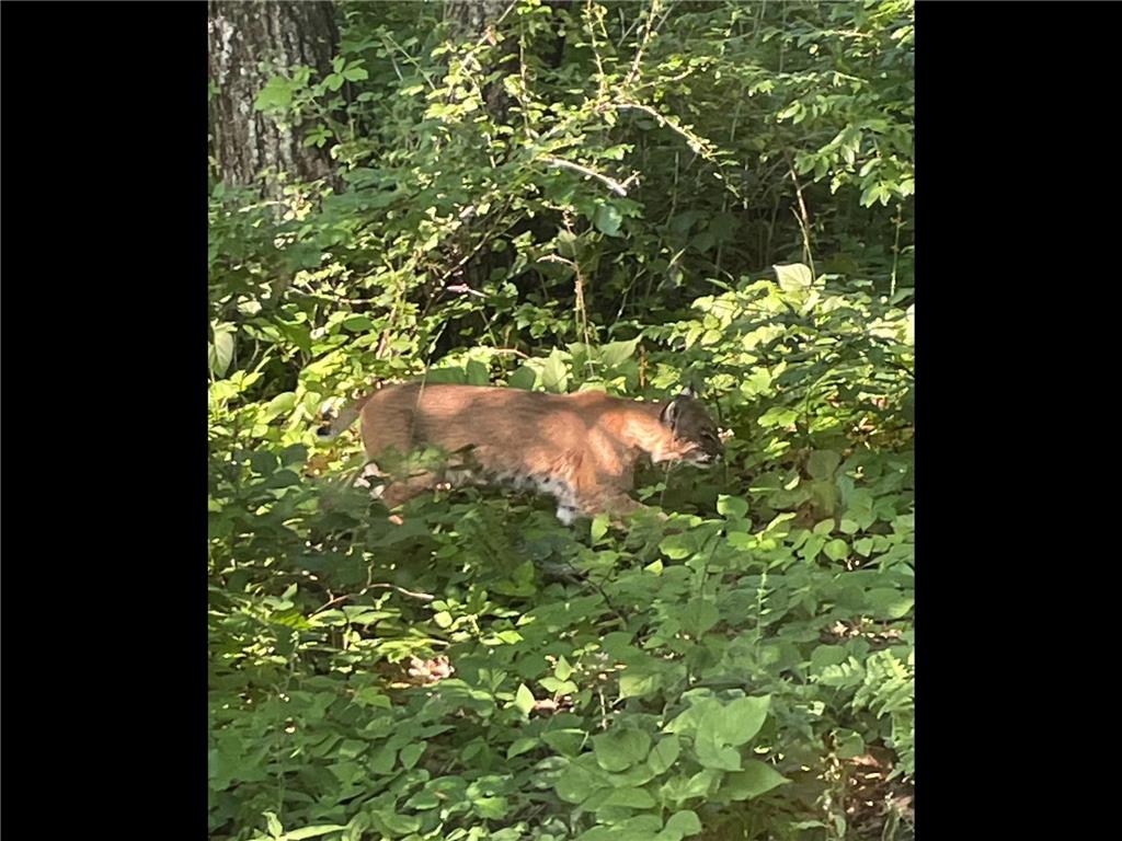 TBD Brown Lane Pepin WI 54759 6752669 image5