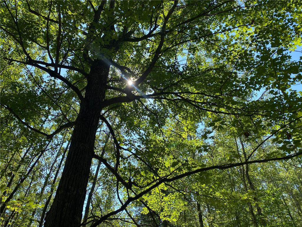 TBD Buck Dr. Bovey MN 55709 - Lawrence Lake 6525284 image18