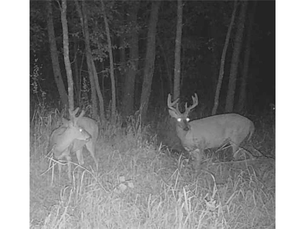 TBD Butternut Road Brainerd MN 56401 6779887 image3