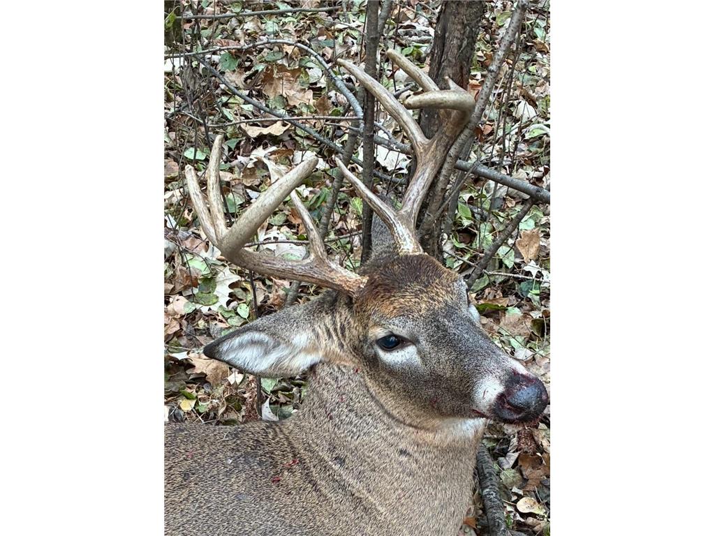 TBD Butternut Road Brainerd MN 56401 6779887 image4