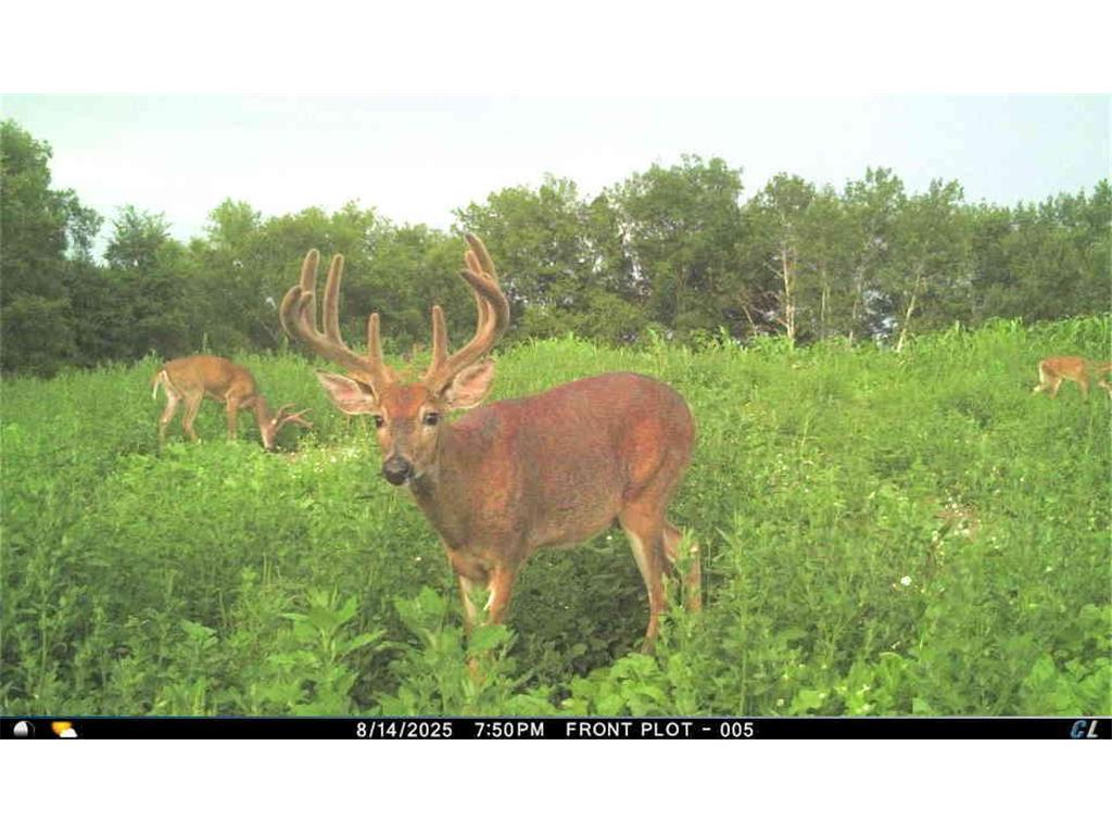 TBD CTY 13 Rushford MN 55971 7012426 image2