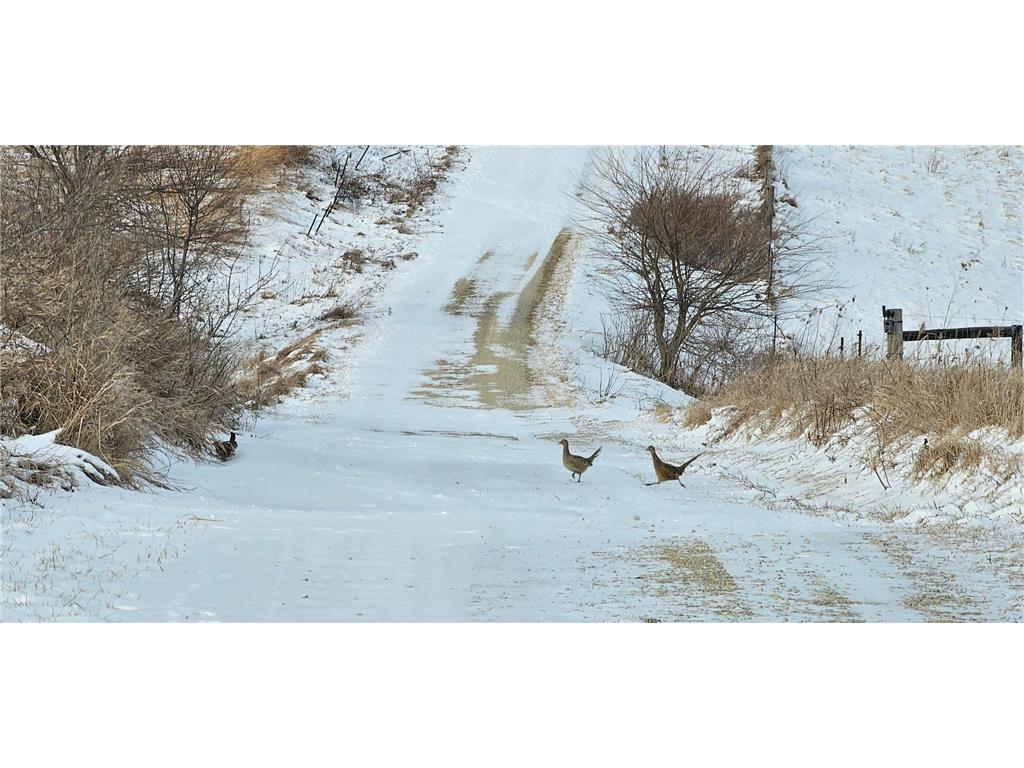 TBD CTY 13 Rushford MN 55971 7012426 image3