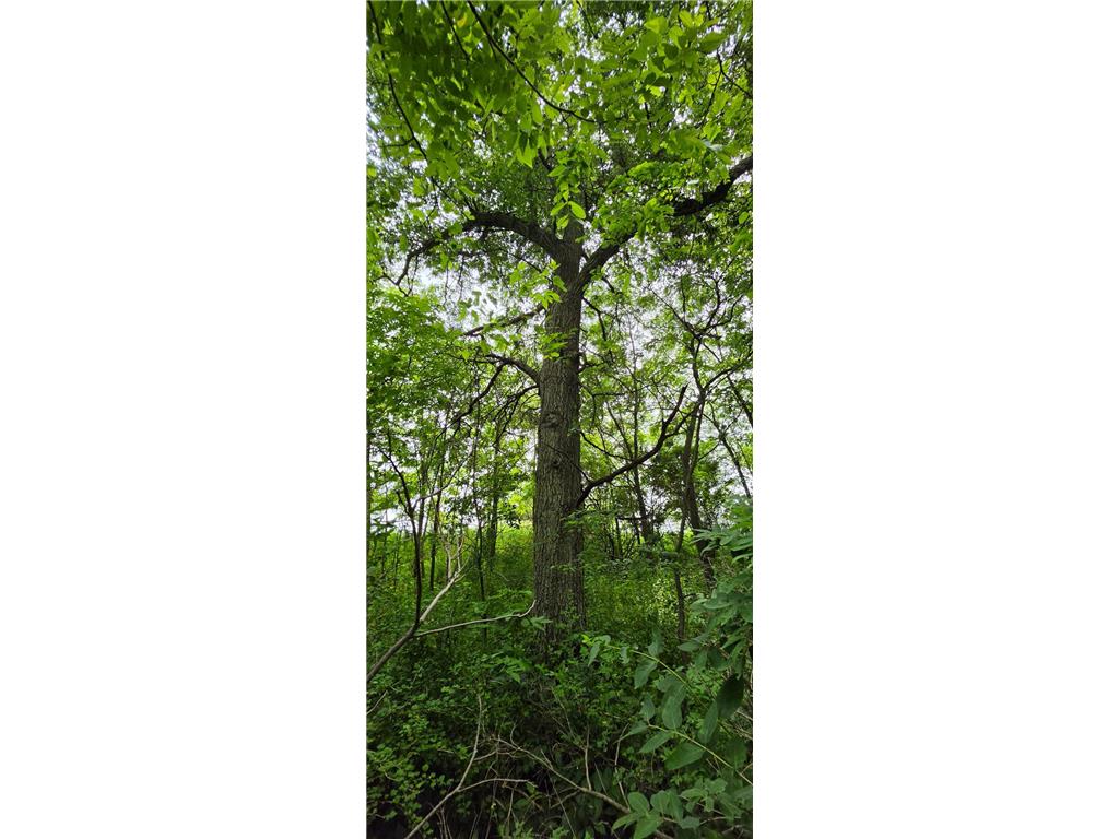 TBD Cardinal Lane Preble Twp MN 55954 - Wisel Creek 7093958 image10