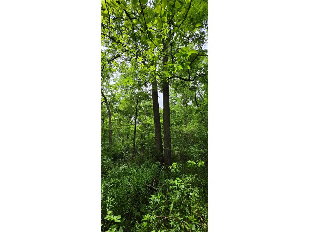 TBD Cardinal Lane Preble Twp MN 55954 - Wisel Creek 7093958 image9
